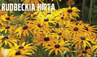 Rudbeckia hirta