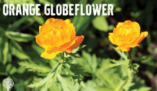 Orange Globeflower