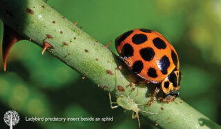 how to deal with aphids