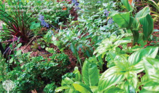 a biodiverse garden