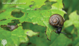 Snails