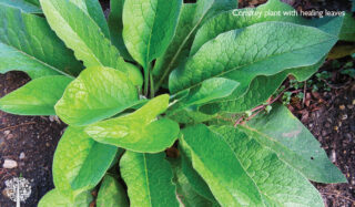Comfrey