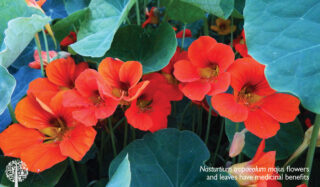 Nasturtium