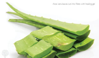 Aloe vera