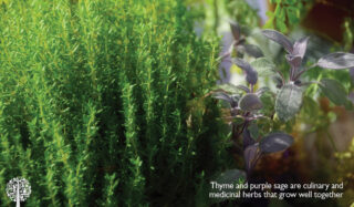 Thyme and sage