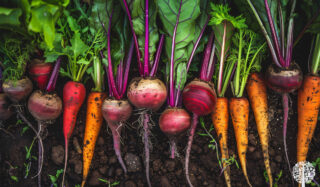 how to store vegetables