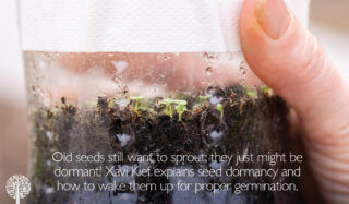 Old seeds want to germinate