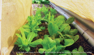 protect your plants from heat