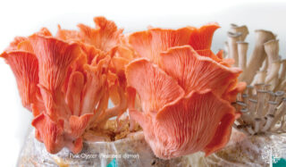 Pink Oyster Mushroom