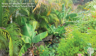 Lower terrace gardens