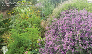 Perennial top terrace gardens