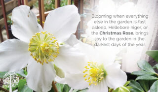The Christmas rose bring holiday cheer in the darkest month