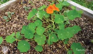 Nasturtiums