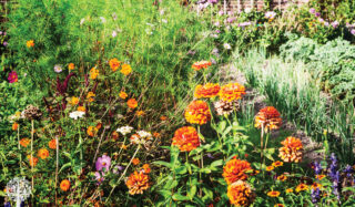 Marigolds and other flowers growing in the garden