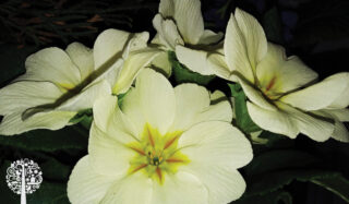 Primrose, Januarys plant of the month