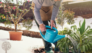 Watering uncovered plants during the winter.