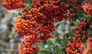 Red berries growing on a tree with green leaves in the background