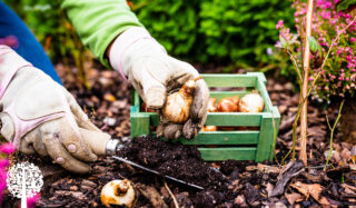 A gardener places bulbs into a green container in the garden.