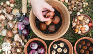 A hand placing bulbs into flower pots in the garden.