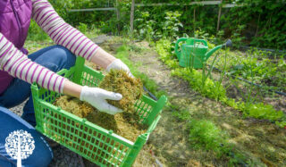 A gardener lays down piles of mulch onto her garden in the summer sun.