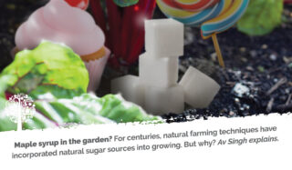 Sugar cubes, candy floss and lollipops among plants in the soil
