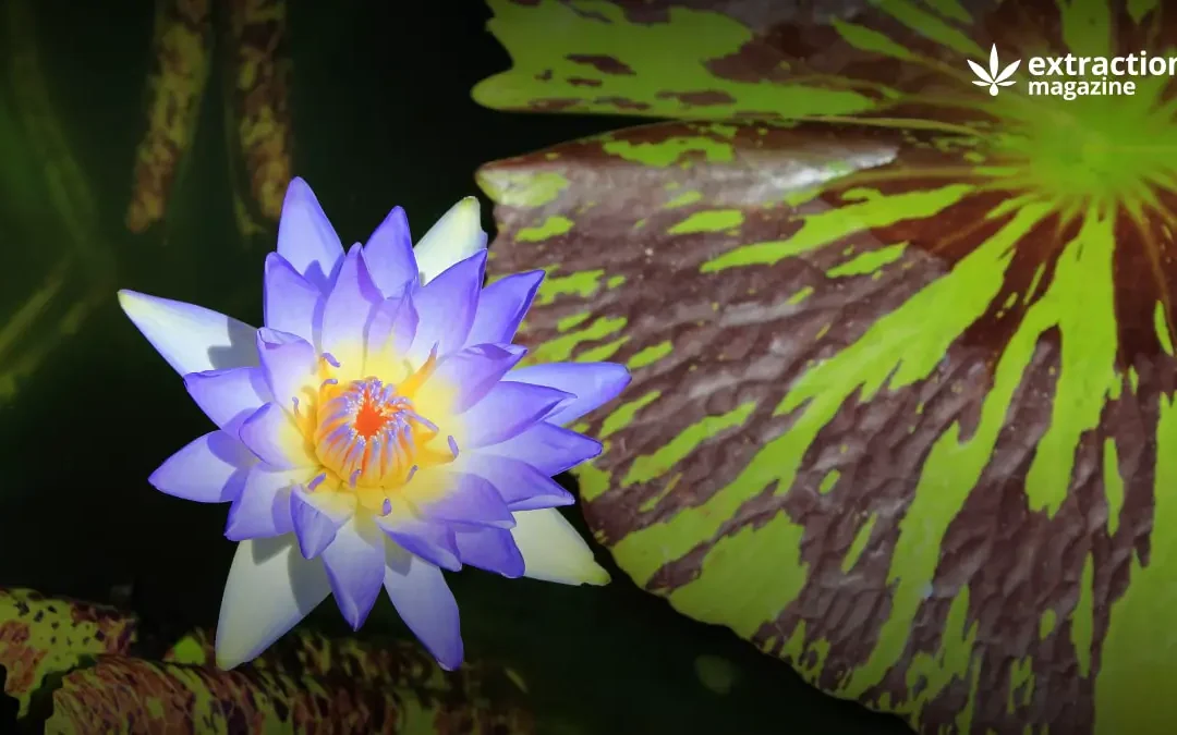 The Blue Lotus Extract: 2023 Overview