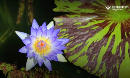 The Blue Lotus Extract: 2023 Overview