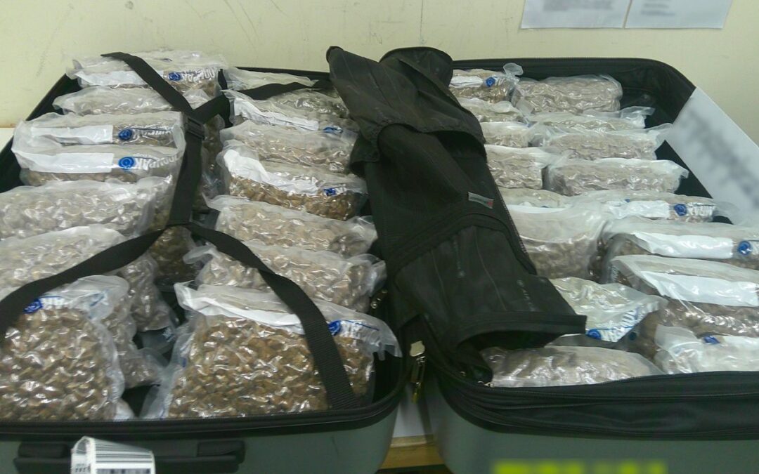 CBSA seizes 40 kg of cannabis destined for UK