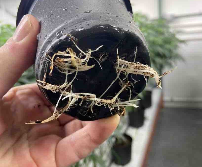 Cannabis growers gearing up for spring