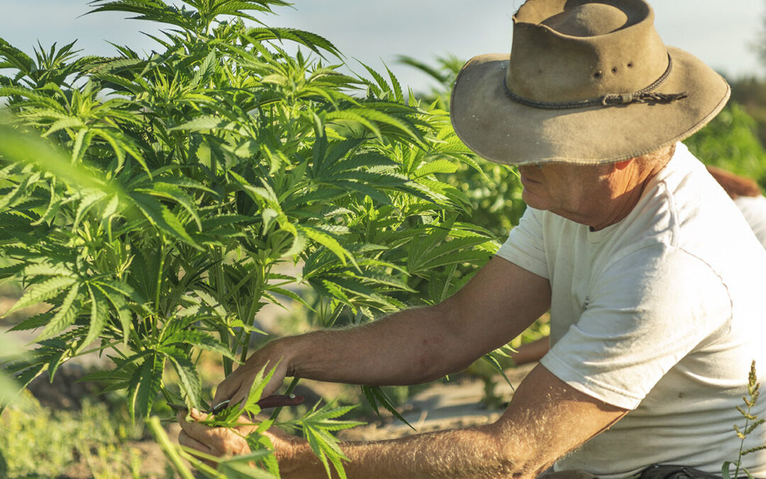 Exploring the impact of medical cannabis on the well-being of chronic pain patients