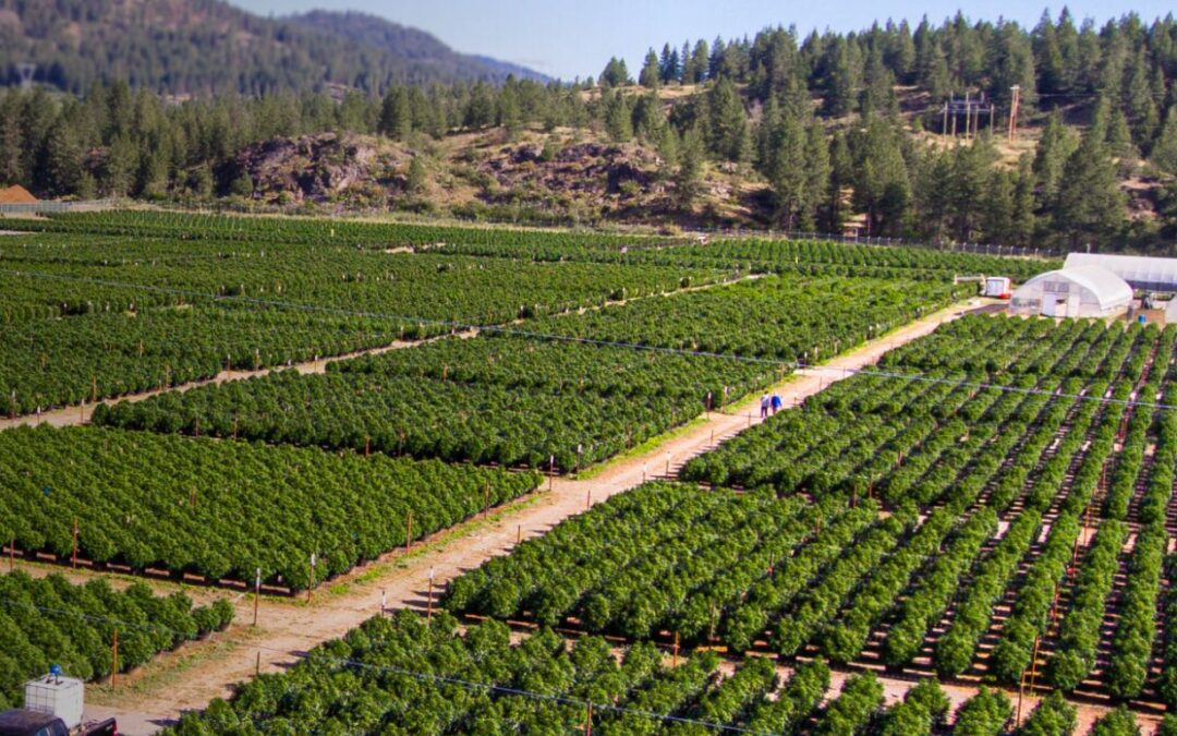 Christina Lake Cannabis completes acquisition of Midway farm