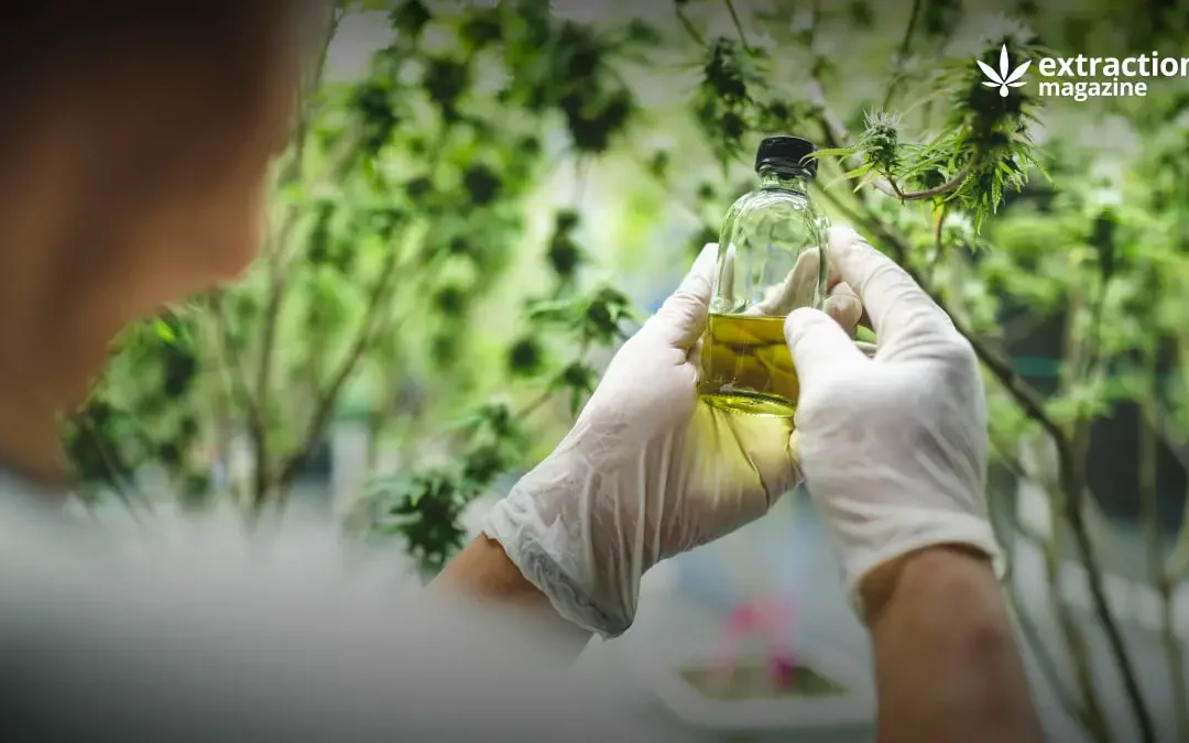 Extracts Offer Products Combining CBD And THC