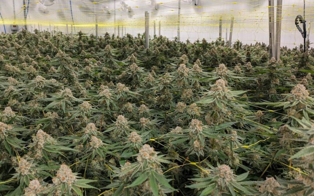 Freedom Cannabis seeks more time to resolve lease dispute