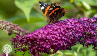 A red admiral butterfly (Vanessa atalanta) seen nectaring on buddleia flowers in the summer.