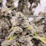 Canadian Cannabis Champions 2026