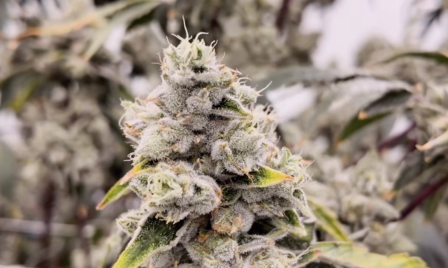 Canadian Cannabis Champions 2026