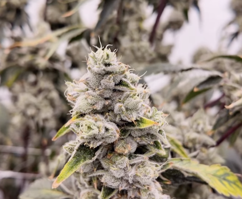 Monday January 19 – Canadian Cannabis Champions 2026