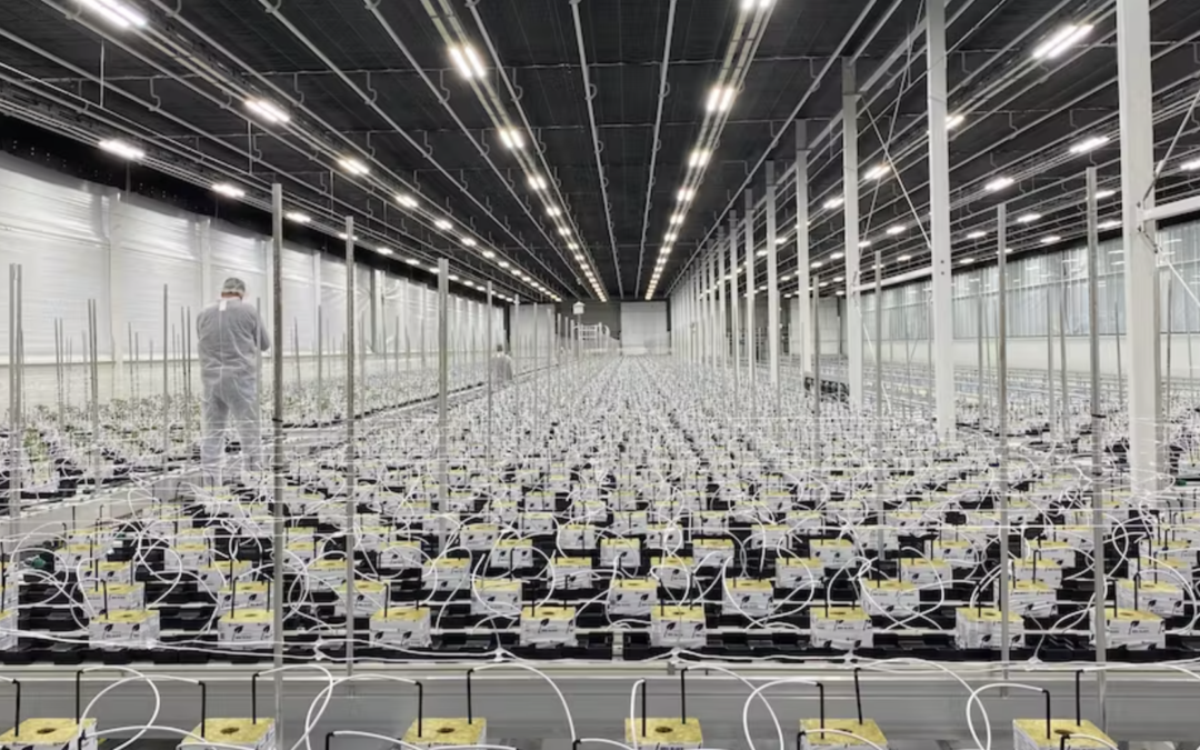 From Soil to Stone Wool: The growing trend of alternative media in cannabis cultivation