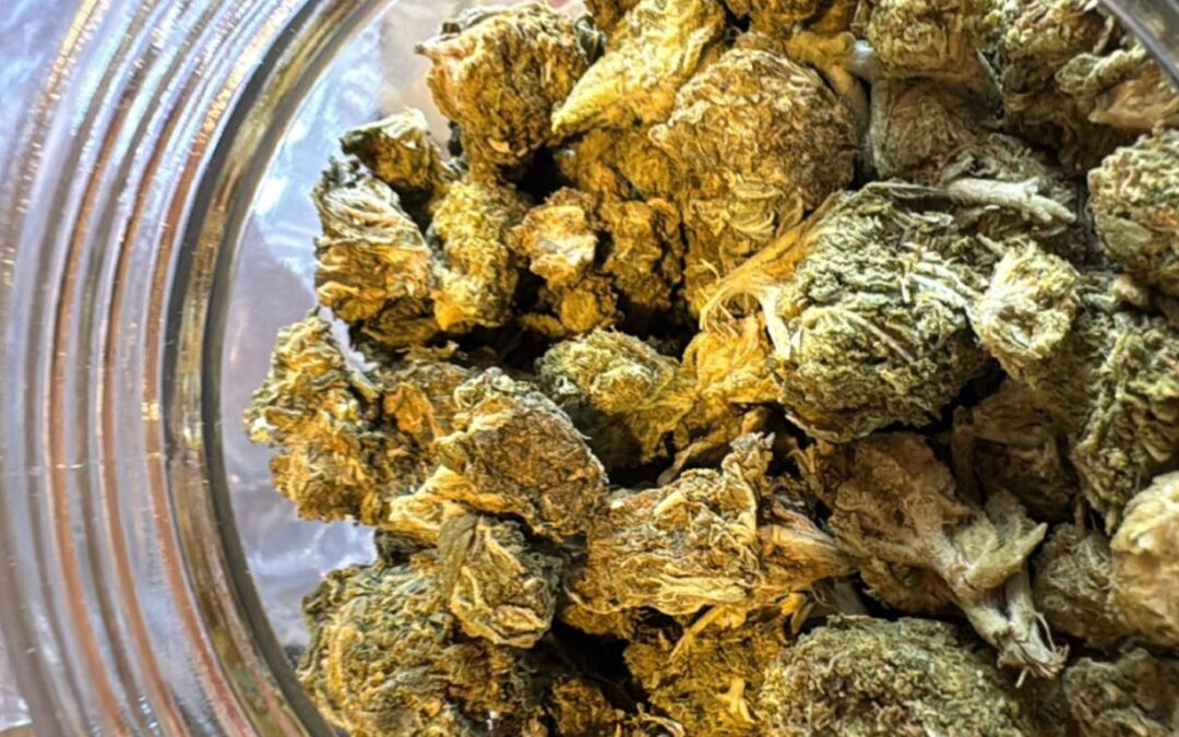 Assault with knife leads to two arrests, raid of unlicensed cannabis store in Halifax