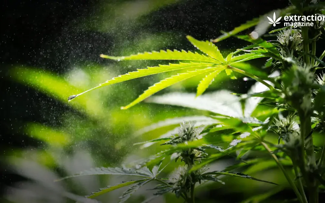 Is Delta-10 Synthetic?