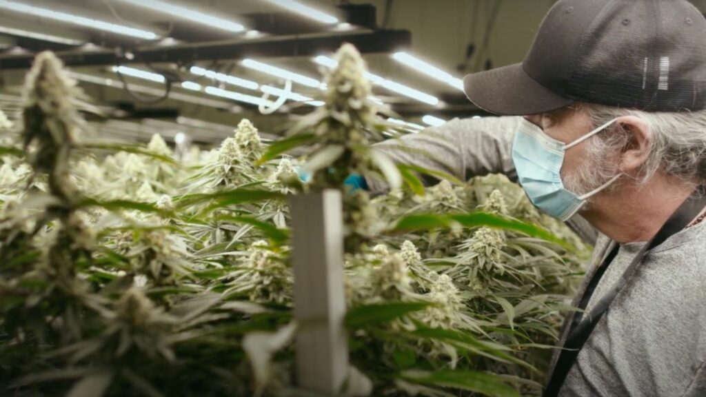 Micros question proposed increase in canopy space