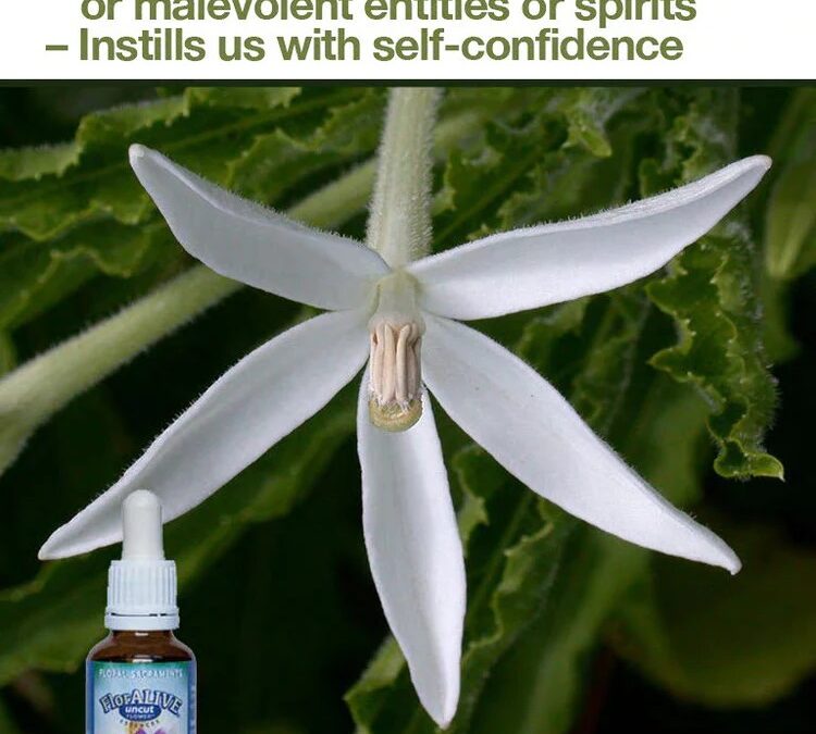 Which Flower Essences Do You Need?