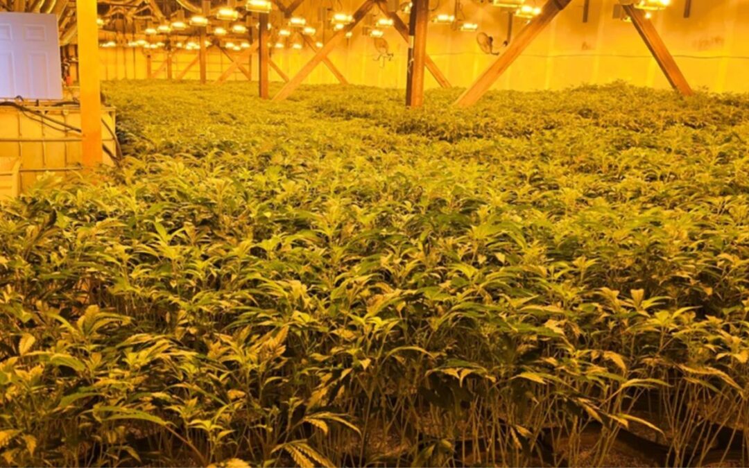OPP seize more than 5,000 cannabis plants, arrest two in Pembroke