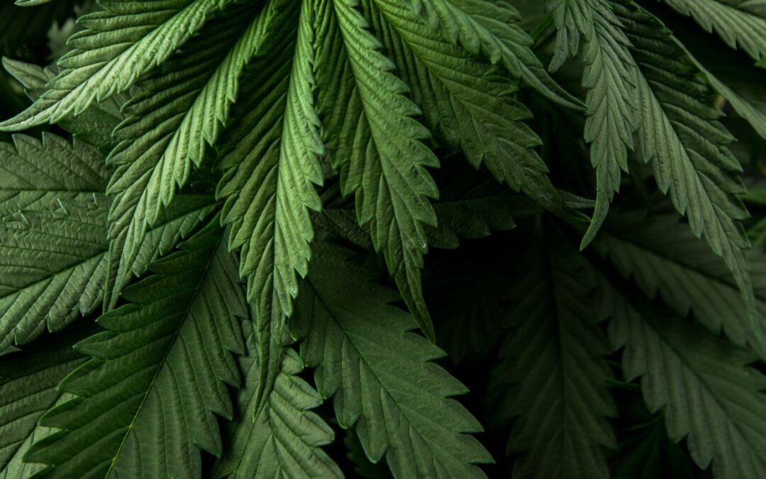 Police in Quebec search properties, make arrests in connection to illicit cannabis