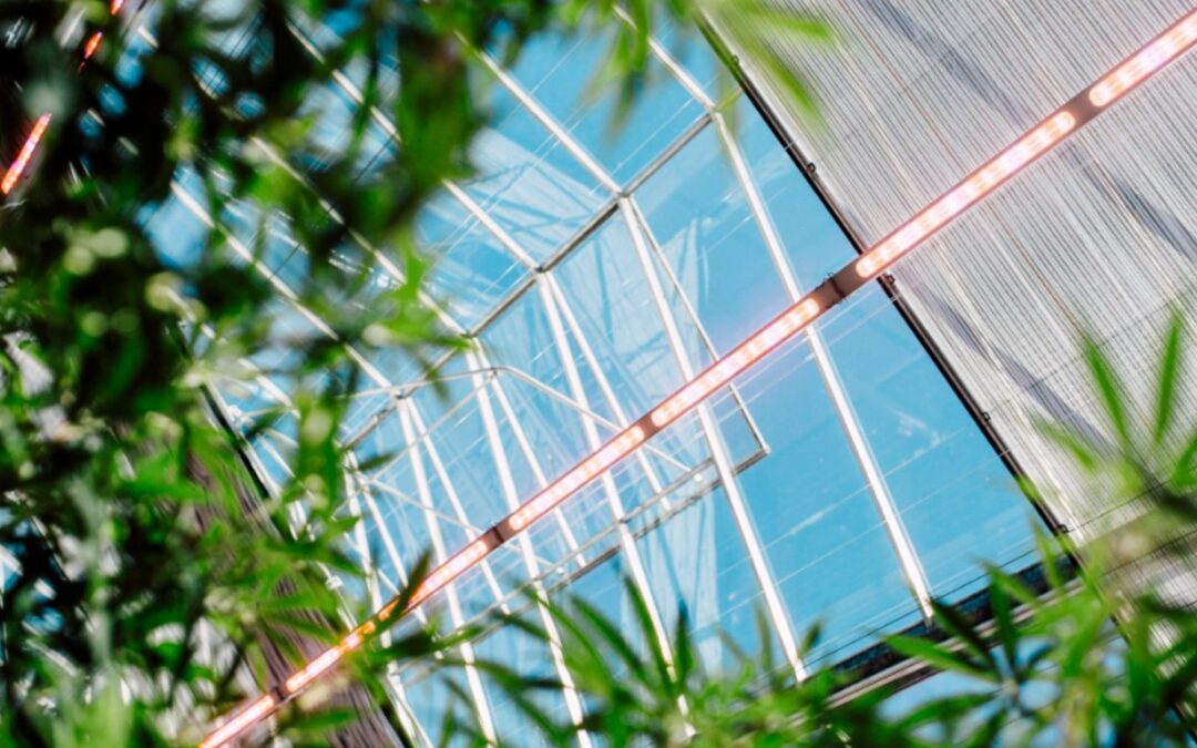 Rubicon Organics reports Q1 loss after strong 2023