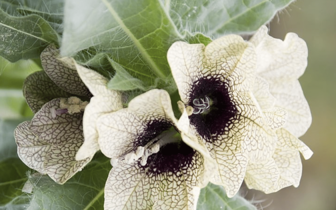 Hyoscyamus Species Containing Tropane Alkaloids: Therapeutic Importance and Extraction Methods