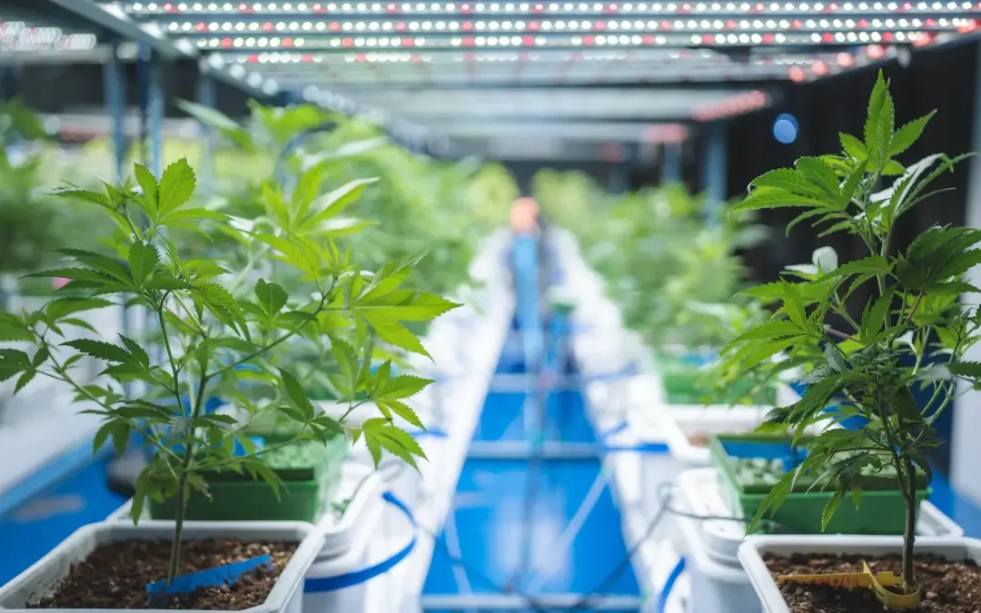 Selection of Best Scientific Publication on Cannabis – November 2023