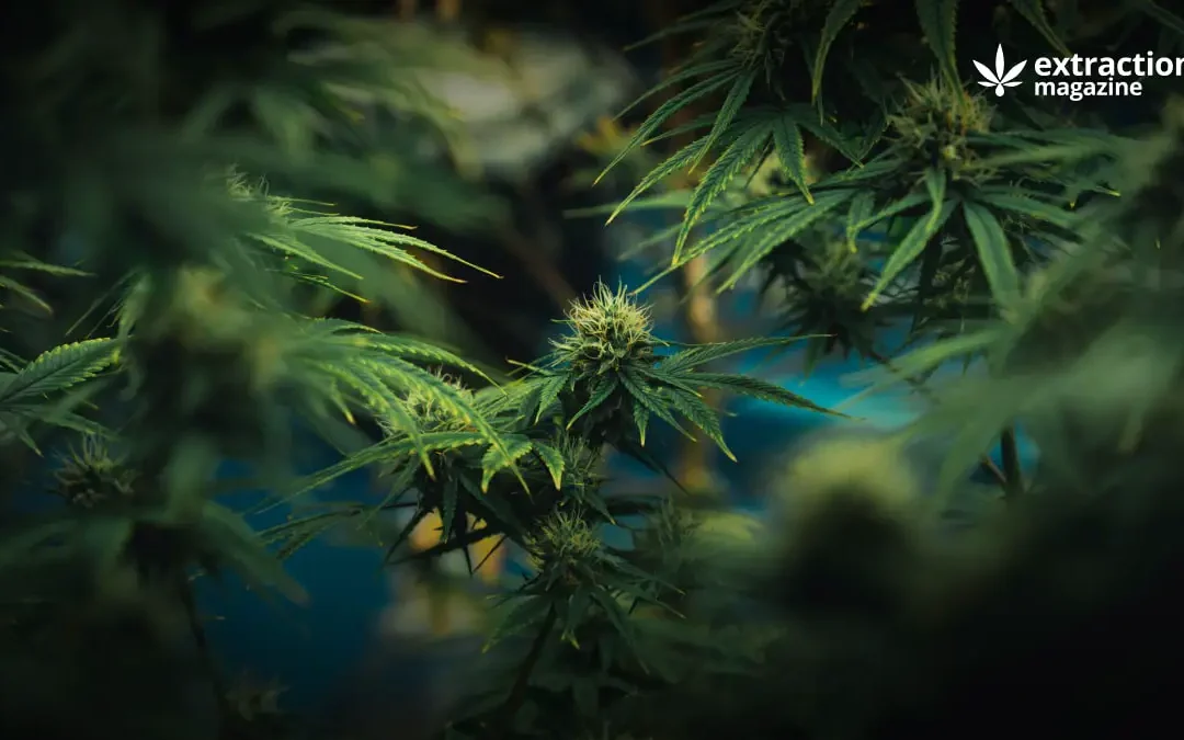 Selection of Best Scientific Publication on Cannabis September 2023