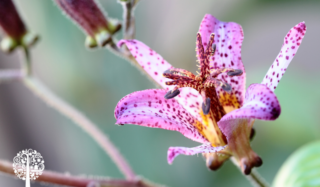 A lilac toad lily blooms with and out-of-focus background.