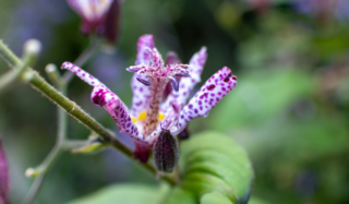 A purple toad lily with green leaves and a blurred background.